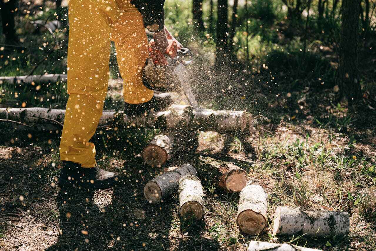 Large Tree Removal in West Lake Hills, TX